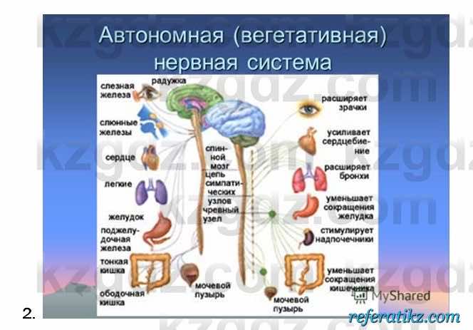 Биология Соловьева 7 класс 2017  Анализ 43.2